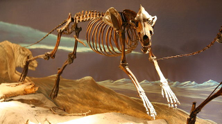 Illustration for article titled The Truth About Real-Life Dire Wolves